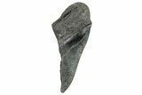 Partial Fossil Megalodon Tooth - South Carolina #272586-1